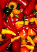 Chilli Pepper Festival